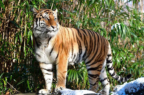 วันอนุรักษ์เสือโลก, International Tiger Day, เสือโคร่ง, บี.กริม, WWF, ซูมซอกแซก