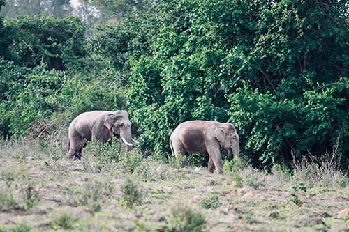 "ส่องสัตว์ป่า" ที่กุยบุรี, ข่าว, อุทยานแห่งชาติกุยบุรี, จุดชมช้างห้วยลึก, ช้างป่า, กระทิง, ซาฟารีเมืองไทย, ประจวบคีรีขันธ์, ซูมซอกแซก