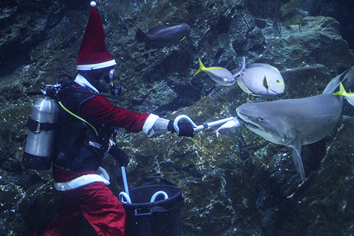 SEA LIFE Bangkok จัดโชว์ Santa Dive ใต้น้ำ พร้อมการแสดง Christmas Carol ภายในอควาเรียมสยามพารากอน