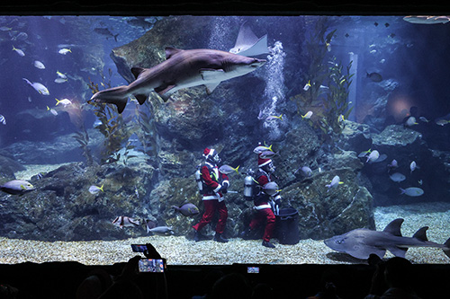 SEA LIFE Bangkok จัดโชว์ Santa Dive ใต้น้ำ พร้อมการแสดง Christmas Carol ภายในอควาเรียมสยามพารากอน